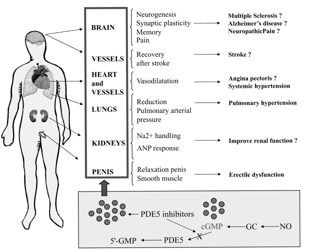 PDE5 Inhibitors